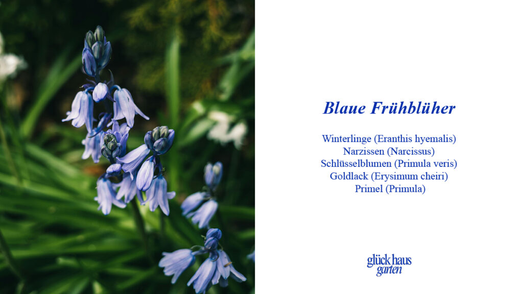 Blaue Frühblüher für den Garten Liste