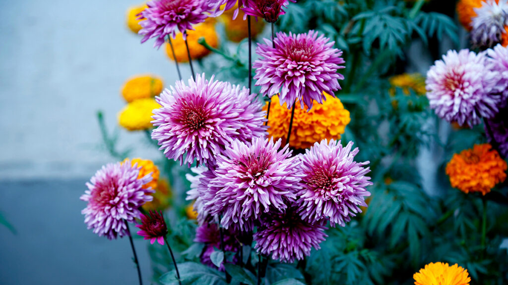 Frühblüher, Frühjahrsblüher und Frühlingsblumen