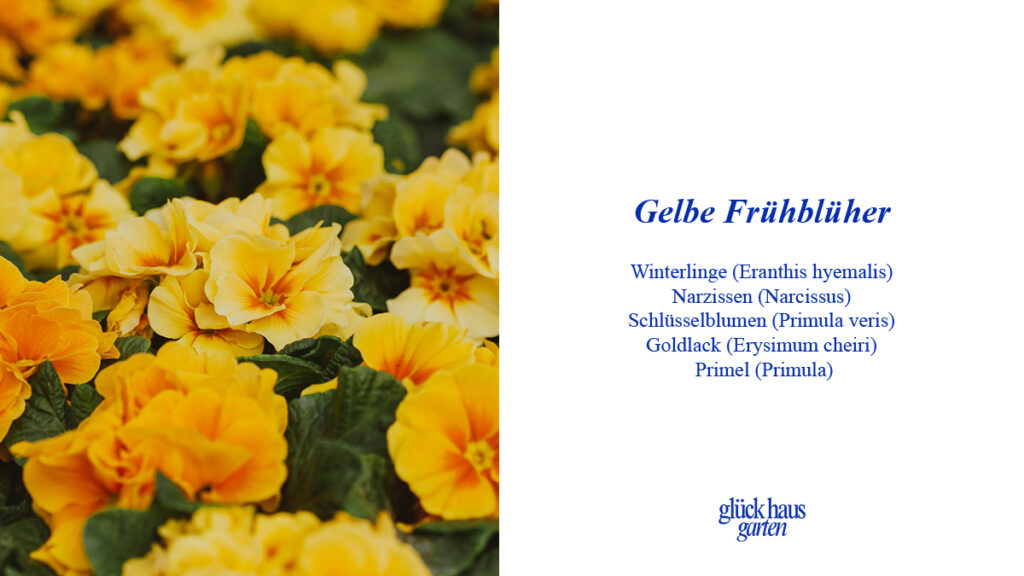 Gelbe Frühblüher für den Garten Liste