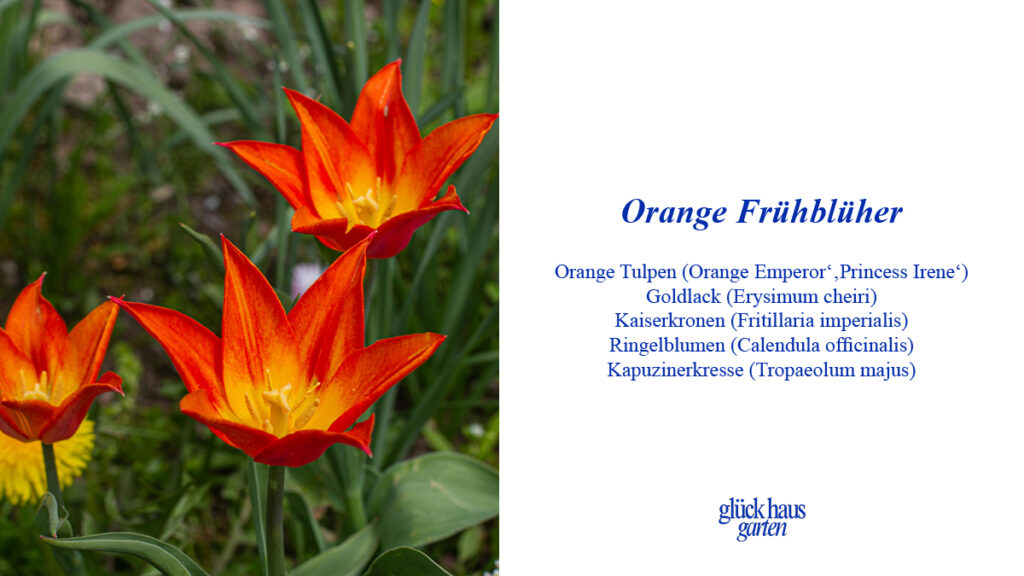 Orange Frühblüher für den Garten Liste