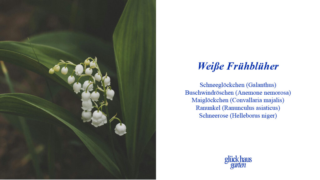 Weiße Frühblüher für den Garten Liste