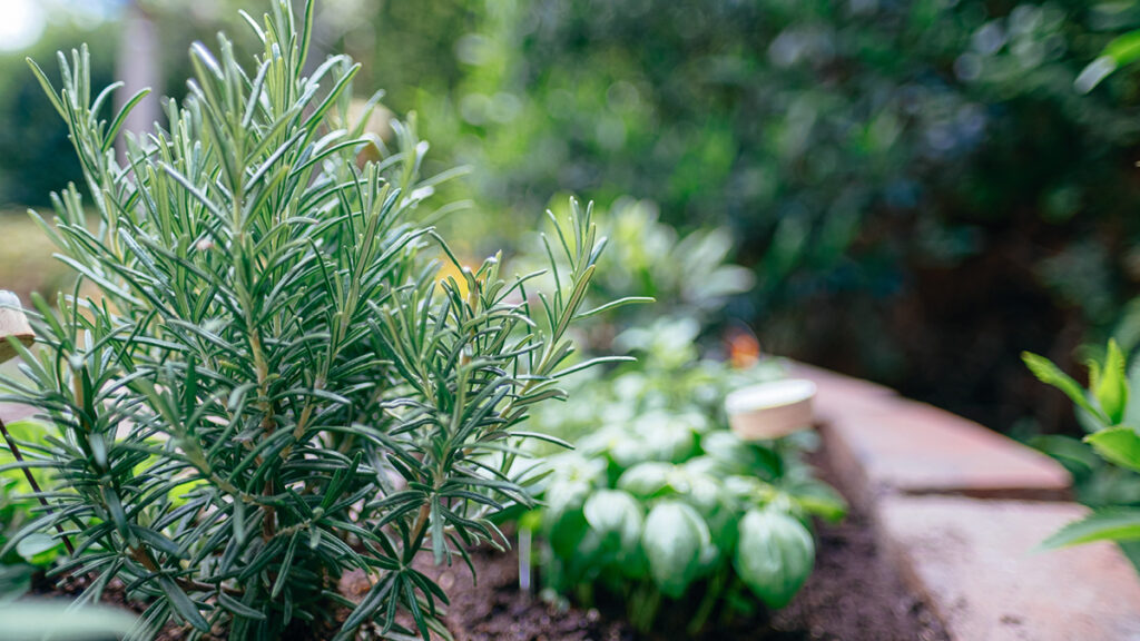 Rosmarin und Co. als frische Kräuter im Garten