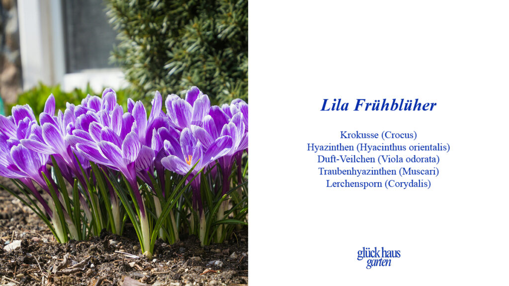 Lila Frühblüher für den Garten Liste