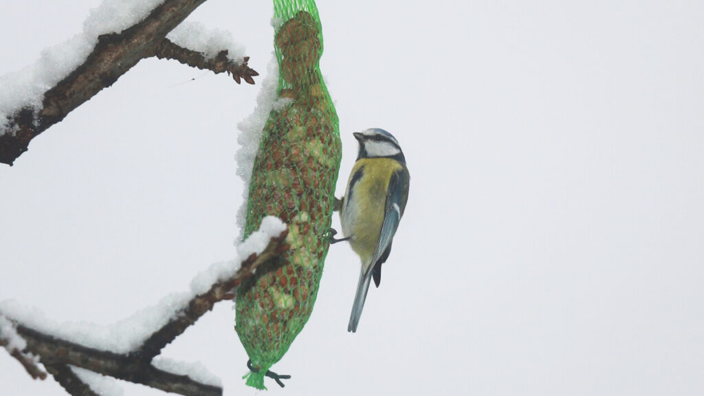 Vögel und Koglmeisen im Garten