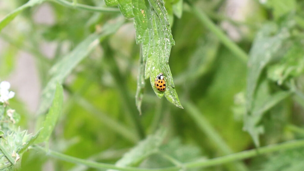 Marienkäfer im Garten
