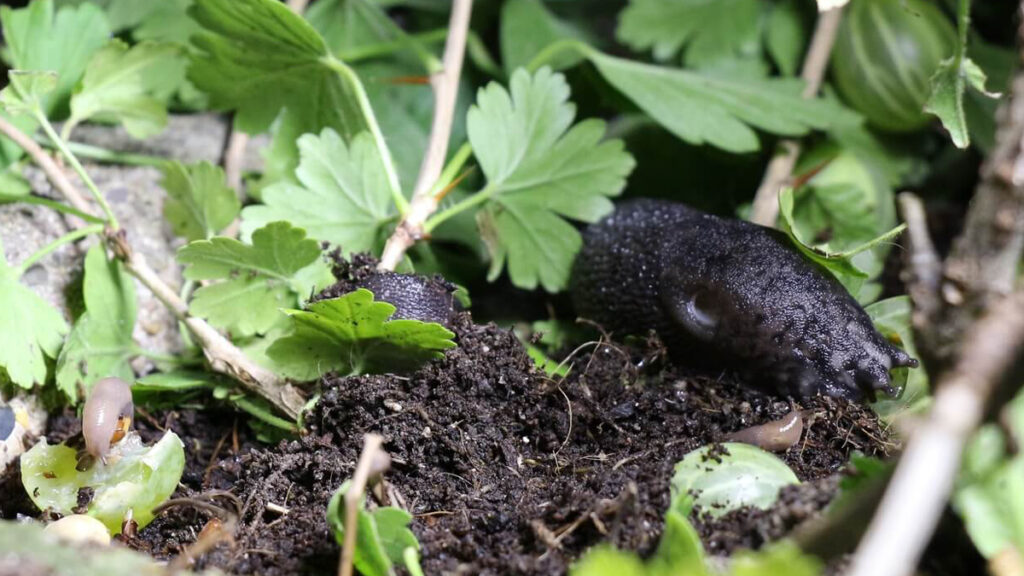 Nacktschnecken im Garten