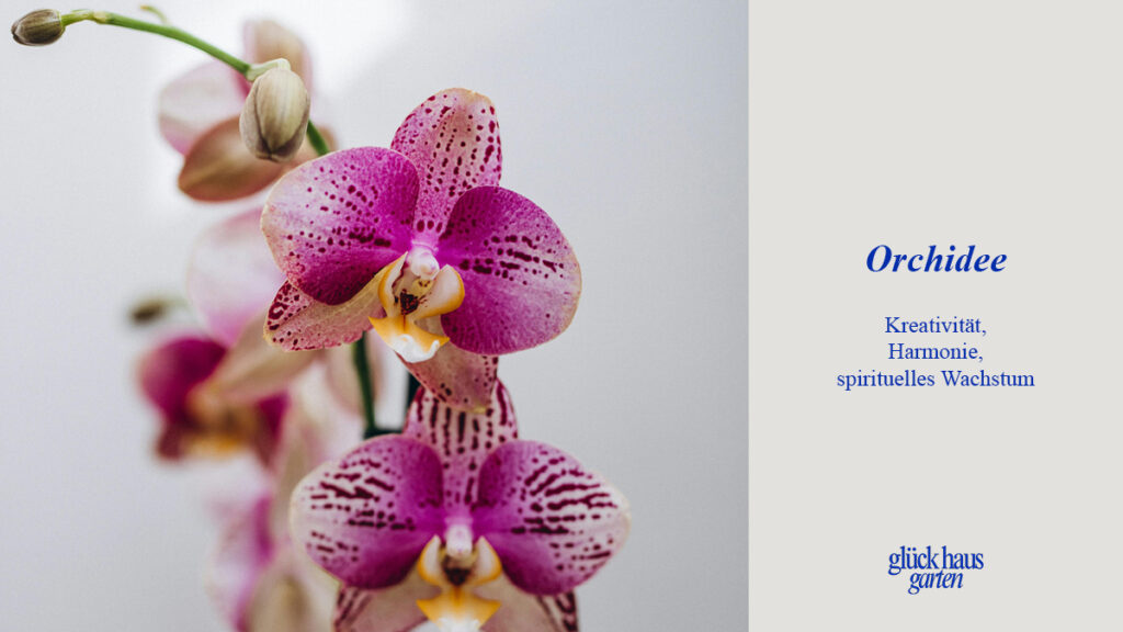 Feng Shui Pflanzen Orchidee für Kreativität, Harmonie und spirituelles Wachstum