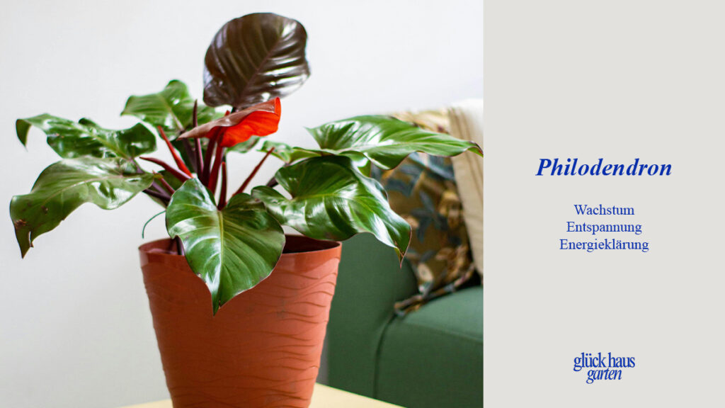 Feng Shui Pflanzen Philodendron für Wachstum, Entspannung und Energieklärung