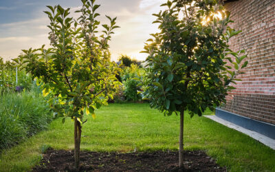 Bäume für den Garten: Baum pflanzen & pflegen