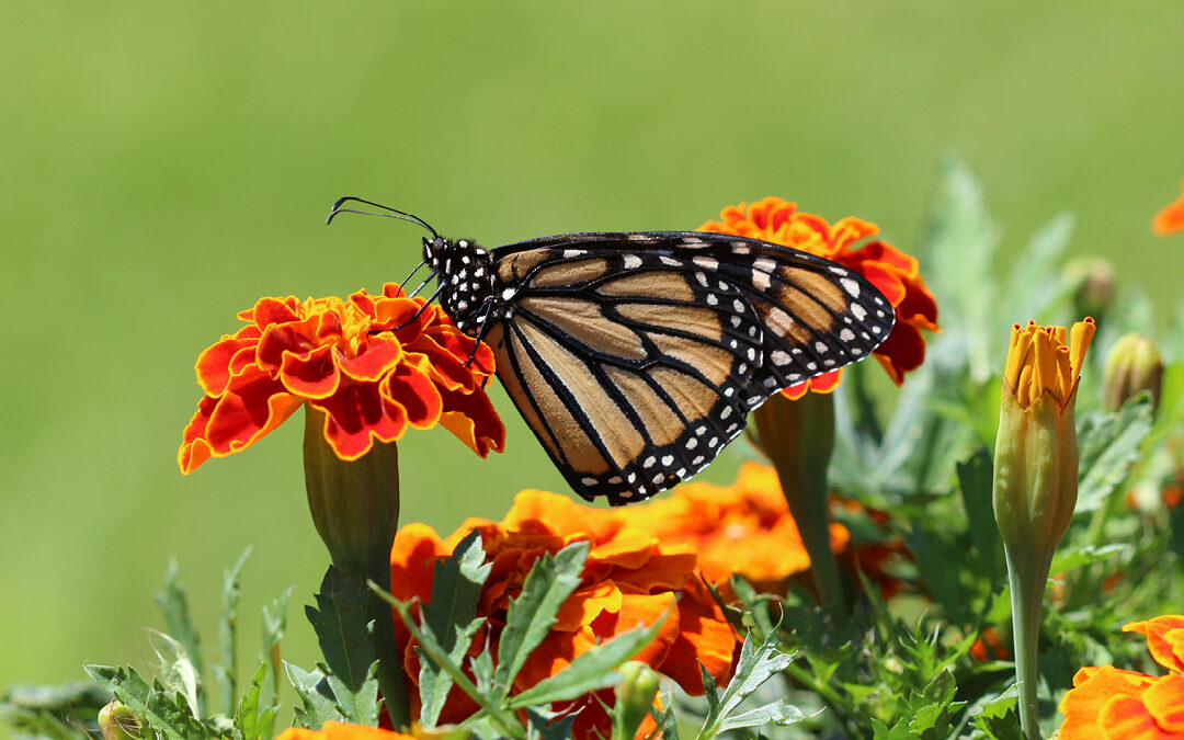 Frühjahrsblüher & Frühlingsblume – Gartentipps