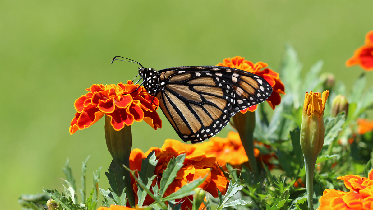 Ringelblume mit Schmetterling Frühjahrsblüher