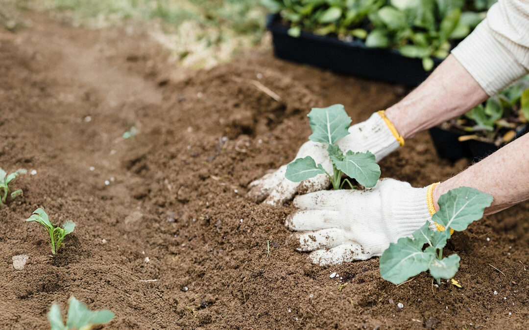 Frühling im Garten: Checkliste für Arbeiten im Frühjahr