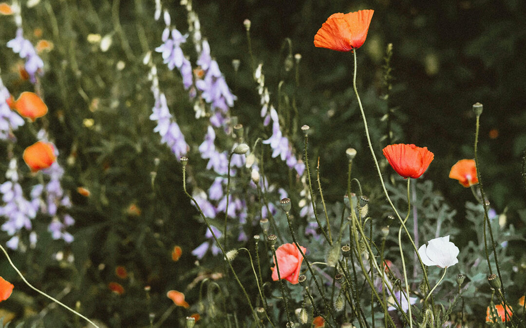 Garten mit heimischen Pflanzen & Wildpflanzen