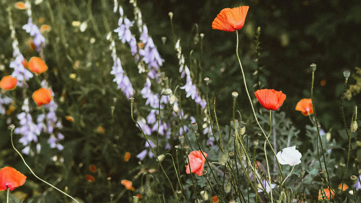 Wildblumenwiese für einen Garten mit heimischen Pflanzen