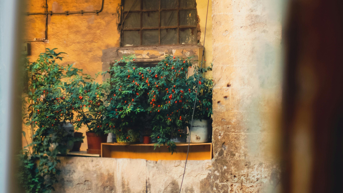 Mediterrane Pflanzen im Garten für südlichen Flair