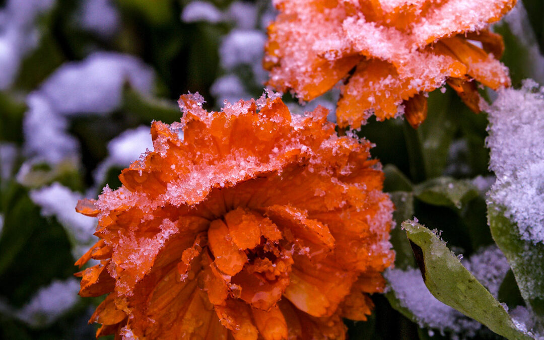 Winterharte Pflanzen für den Garten: 20 Stauden, Blumen & Co.