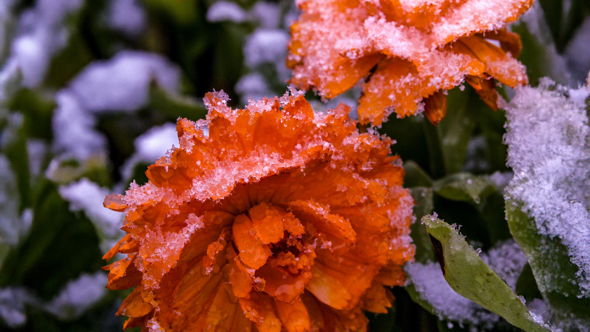 Winterharte Pflanzen für den Garten