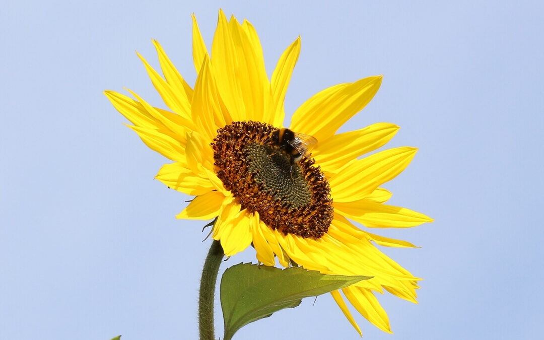 Heimische Tiere im Garten
