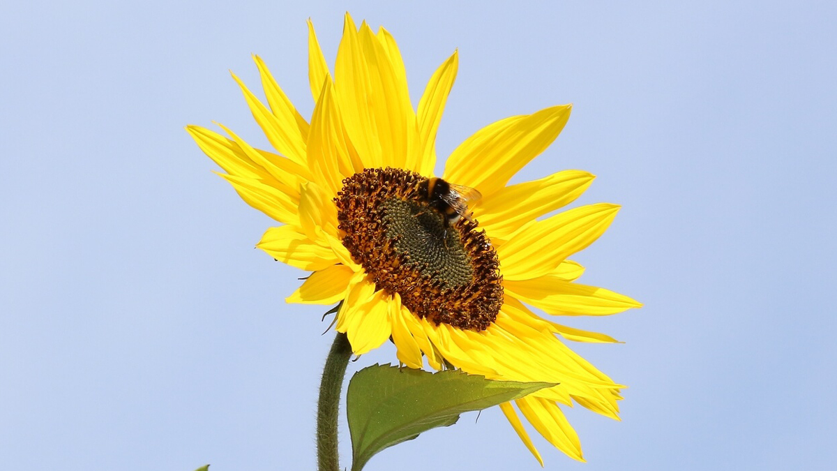 Insekten und heimische Tiere im Garten