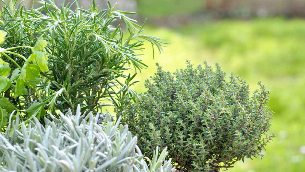 Kräuter im Garten anbauen