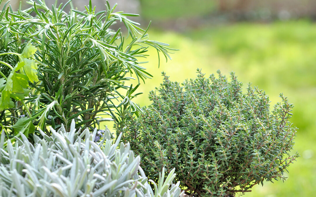 Kräuter im Garten: So gelingt Anbauen, Pflegen & Ernten