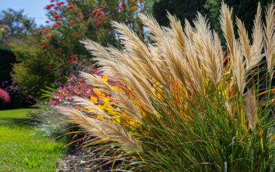 Garten mit Gräsern pflanzen: Ziergräser für Beet & Terrasse 