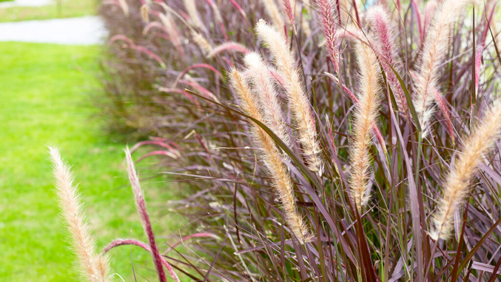 Farbenfrohe Akzente im Garten mit Gräsern