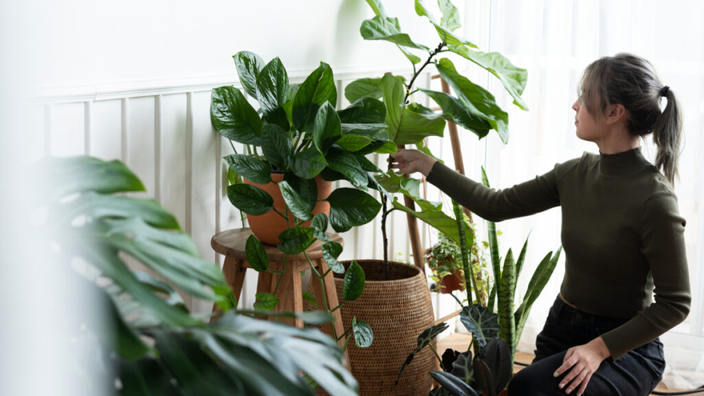 Zimmerpflanzen im Halbschatten: Entdecke Top 10 pflegeleichte Pflanzen für wenig Licht! Ideal für Standorte mit wenig Sonne.